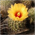 coryphantha-scolymoides