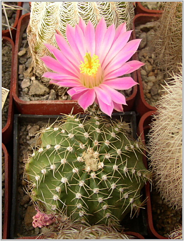 echinocereus_amoenus2.jpg