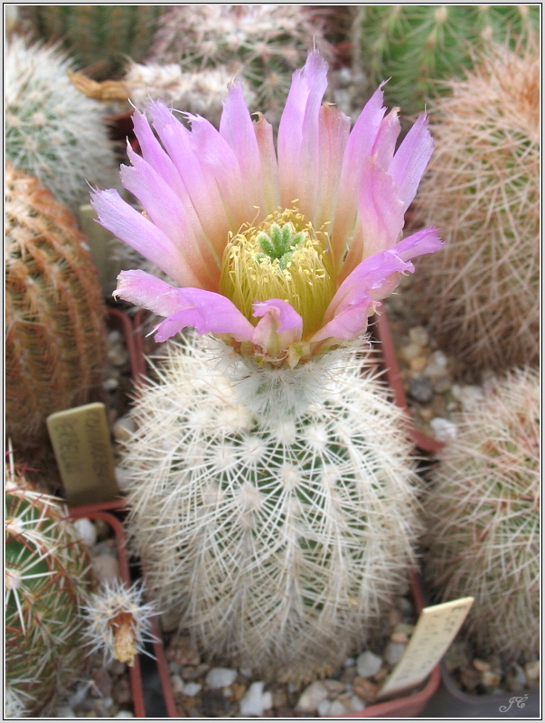 echinocereus_baileyi_var_albispinus_2.JPG