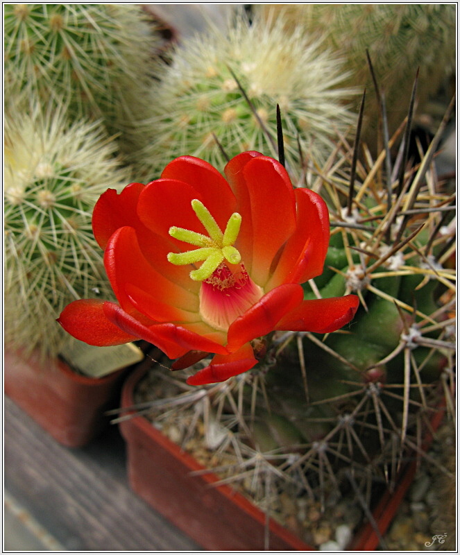 echinocereus_coccineus_1.JPG