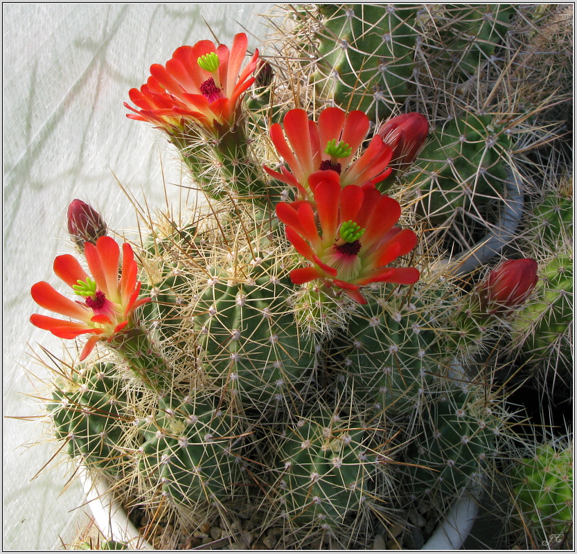 echinocereus_coccineus_2.JPG