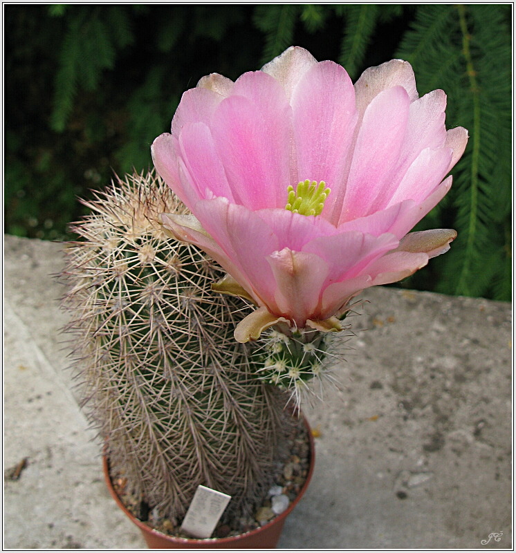 echinocereus_dasyacanthus-hk.JPG