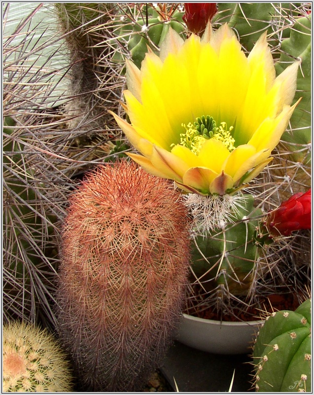 echinocereus_dasyacanthus.jpg