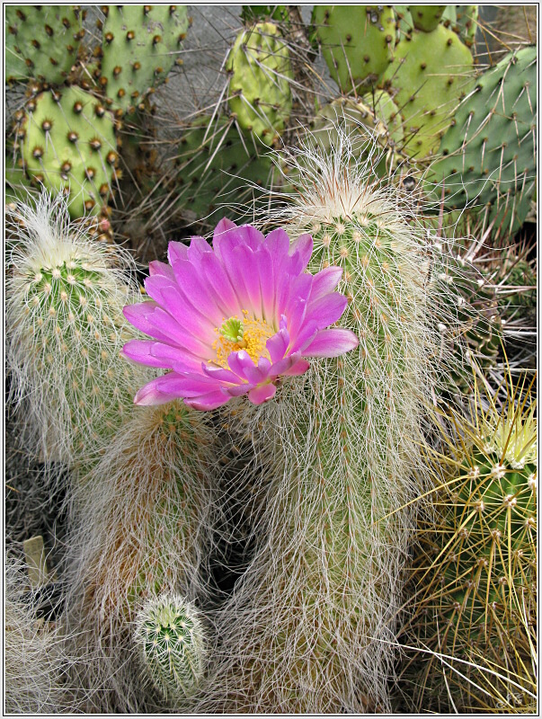 echinocereus_delaetii.JPG