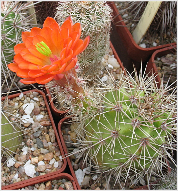 echinocereus_durangensis.JPG