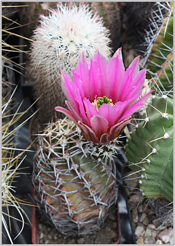 echinocereus_fendleri.JPG