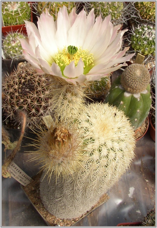 echinocereus_grandis.jpg