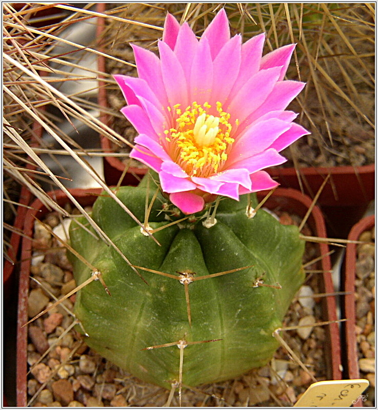 echinocereus_knippelianus_var_reyesii.jpg