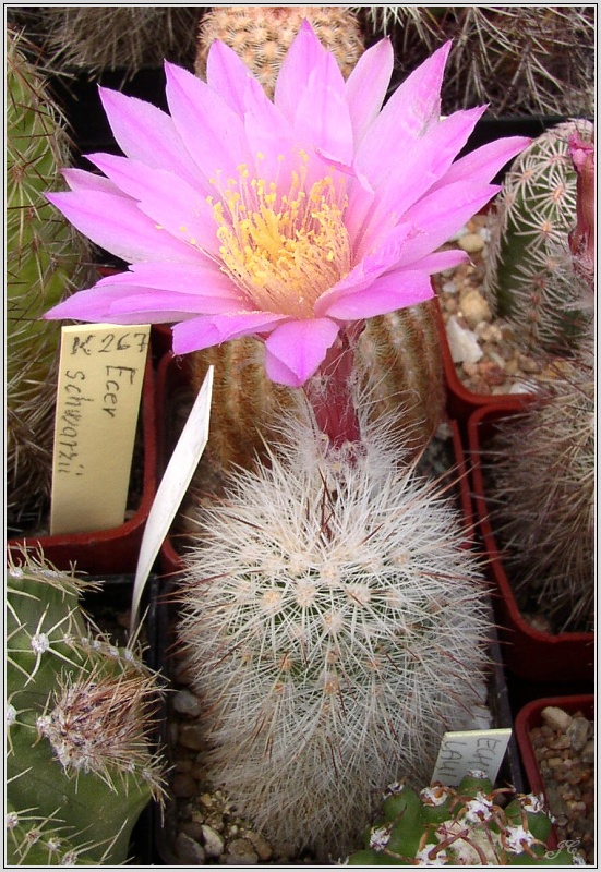 echinocereus_laui.jpg