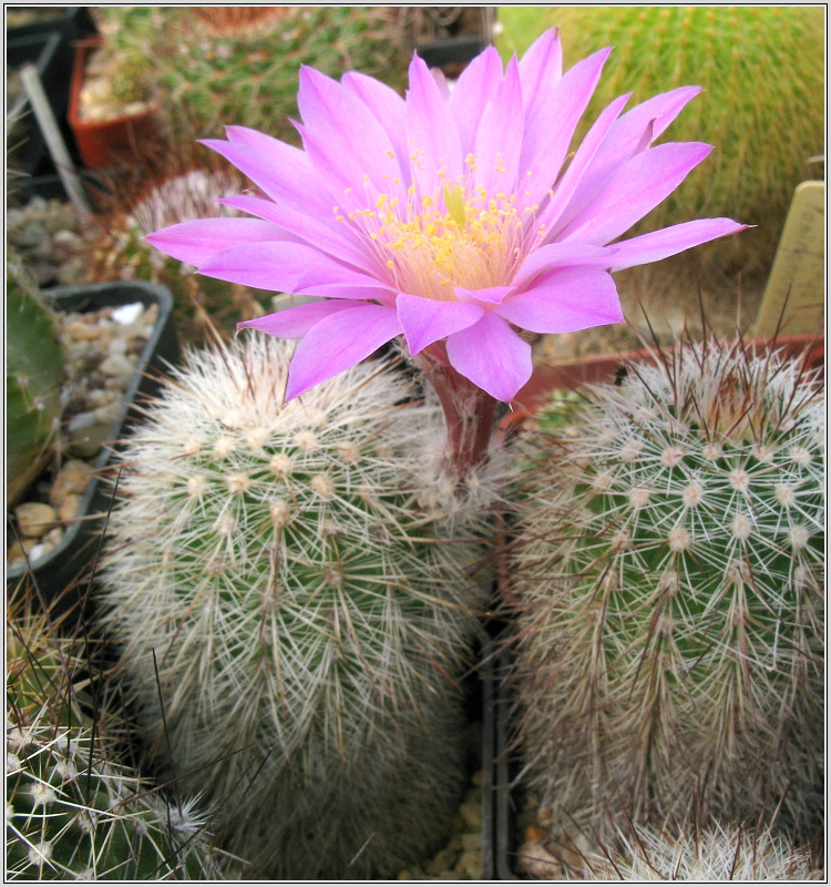 echinocereus_laui_2.JPG