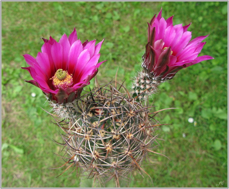 echinocereus_lindsayi.JPG