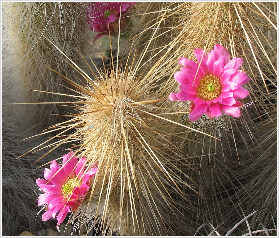 echinocereus_longisetus.JPG