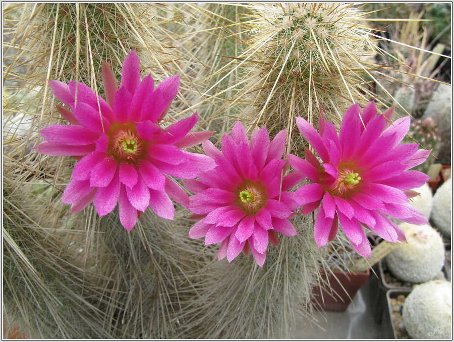 echinocereus_longisetus_2.JPG