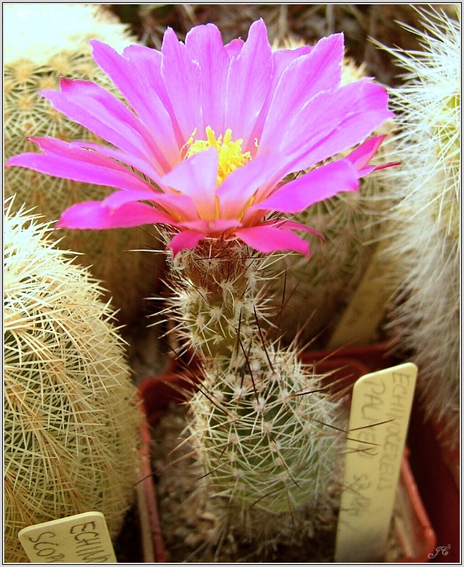 echinocereus_palmeri_sb.jpg