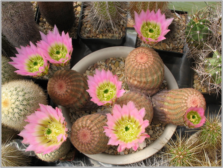 echinocereus_pectinatus_var_sonorensis.JPG