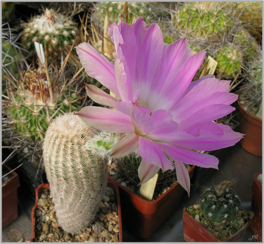 echinocereus_primolanatus_1.JPG