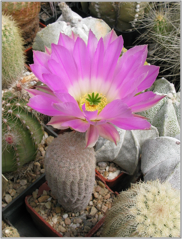 echinocereus_primolanatus_2.JPG