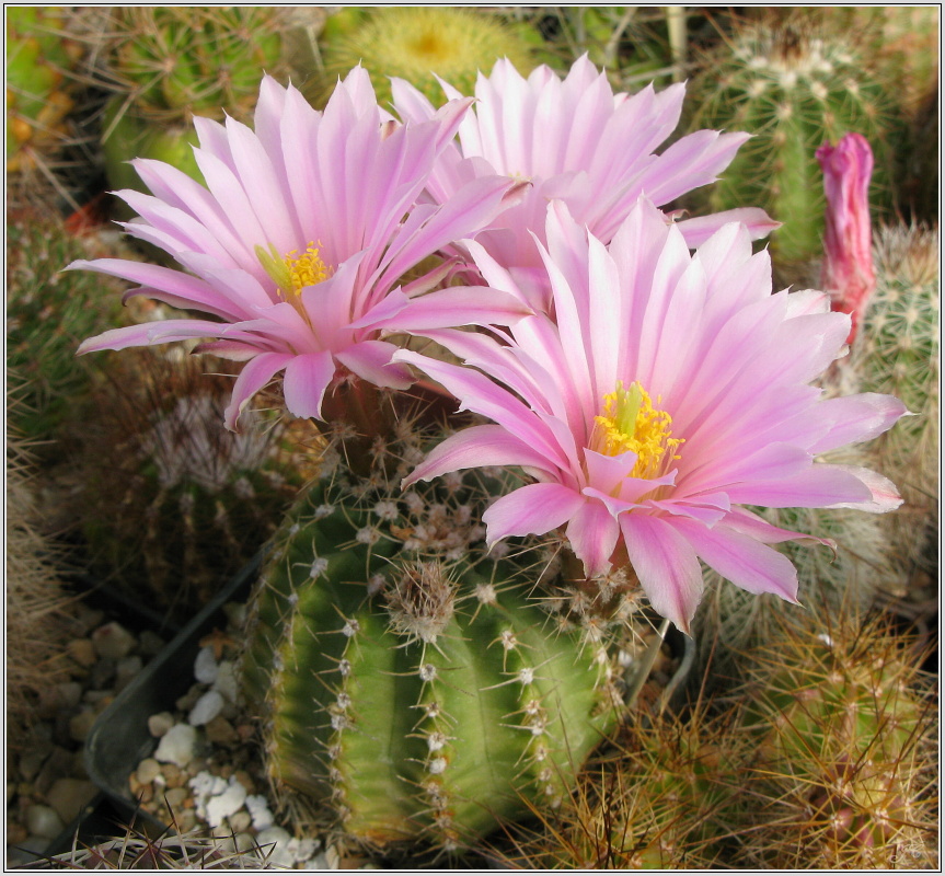 echinocereus_pulchellus.JPG