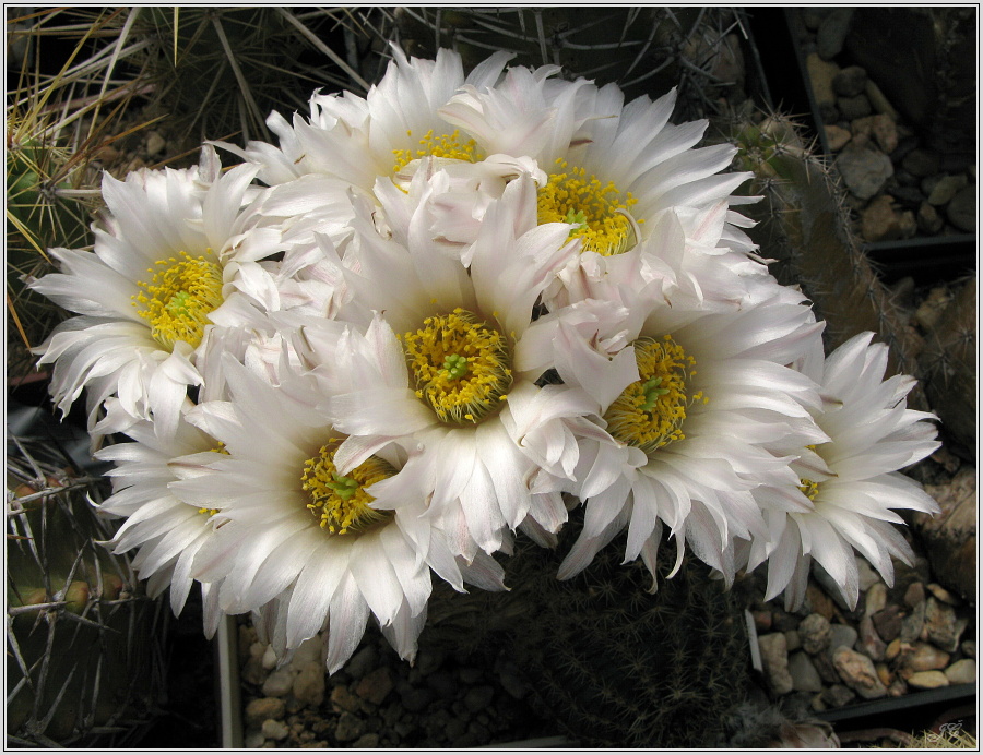 echinocereus_pulchellus_var_sharpii.JPG