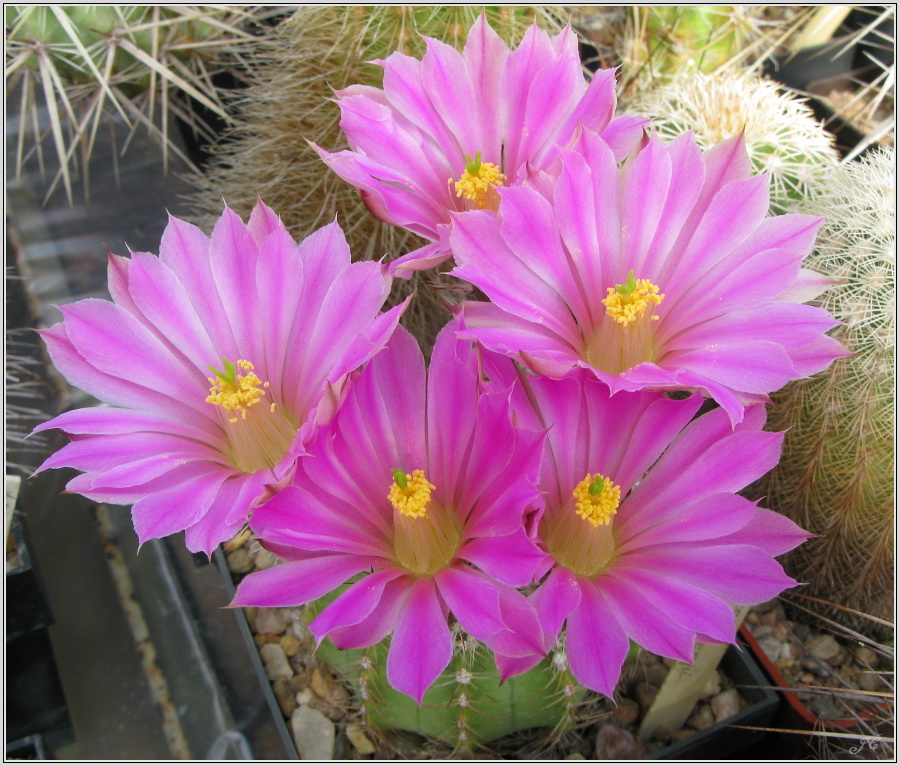 echinocereus_pulchellus_var_weinbergii.JPG