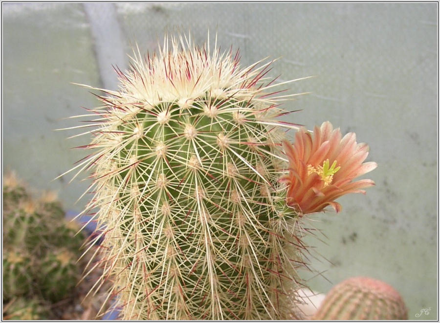 echinocereus_russanthus.jpg