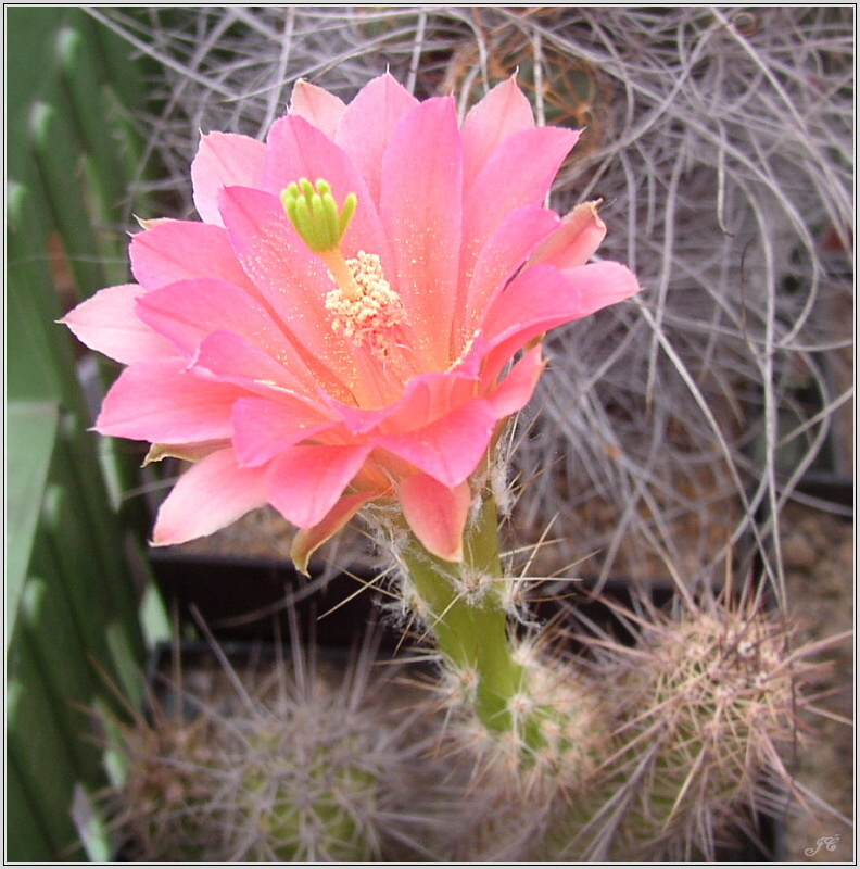 echinocereus_scheerii.jpg