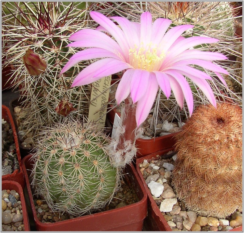 echinocereus_schwarzii.jpg