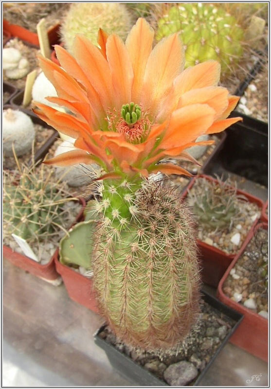 echinocereus_sp_orange_fl.jpg