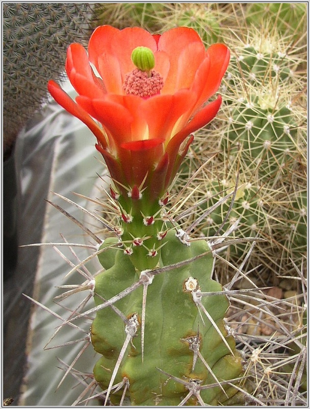 echinocereus_triglochidiatus_1.jpg