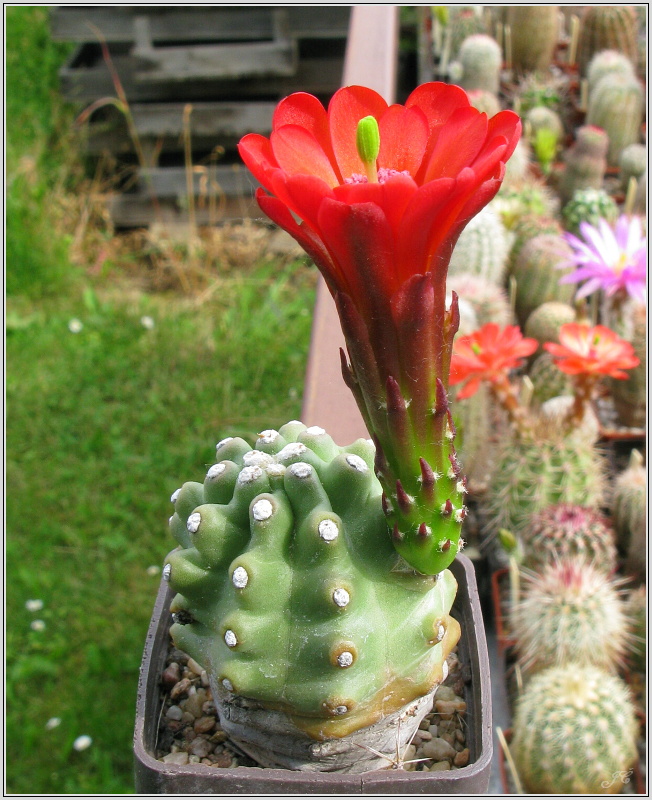 echinocereus_triglochidiatus_var_inermis.JPG