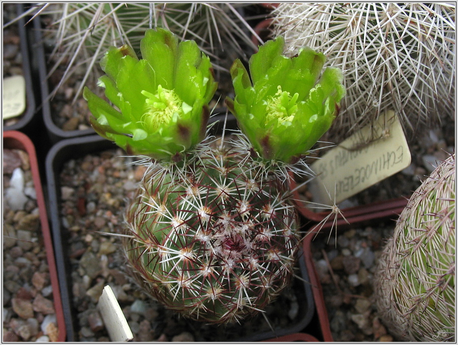 echinocereus_viridiflorus.JPG