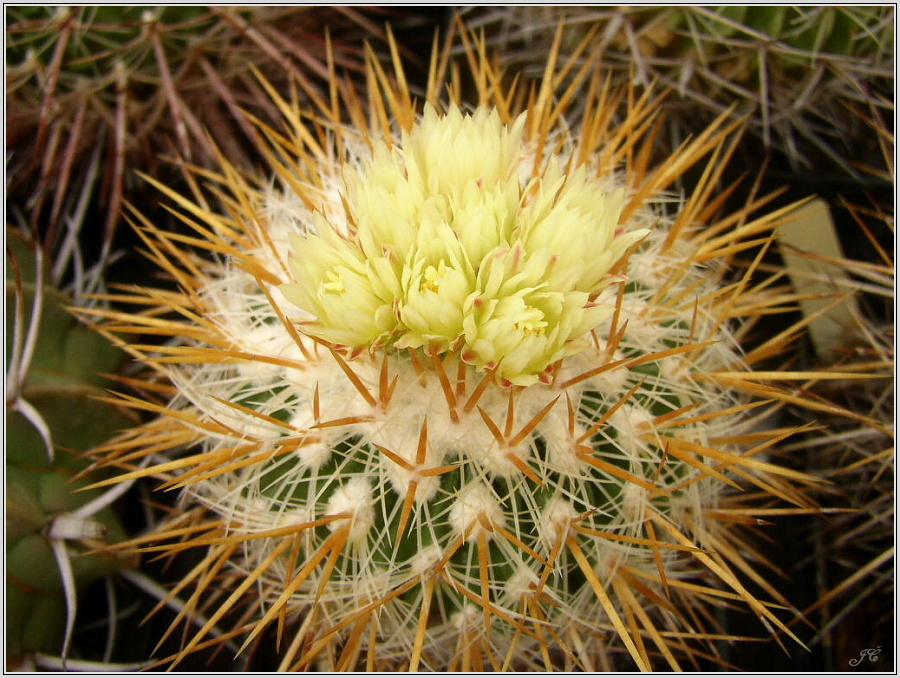 echinofossulocactus_albatus.jpg