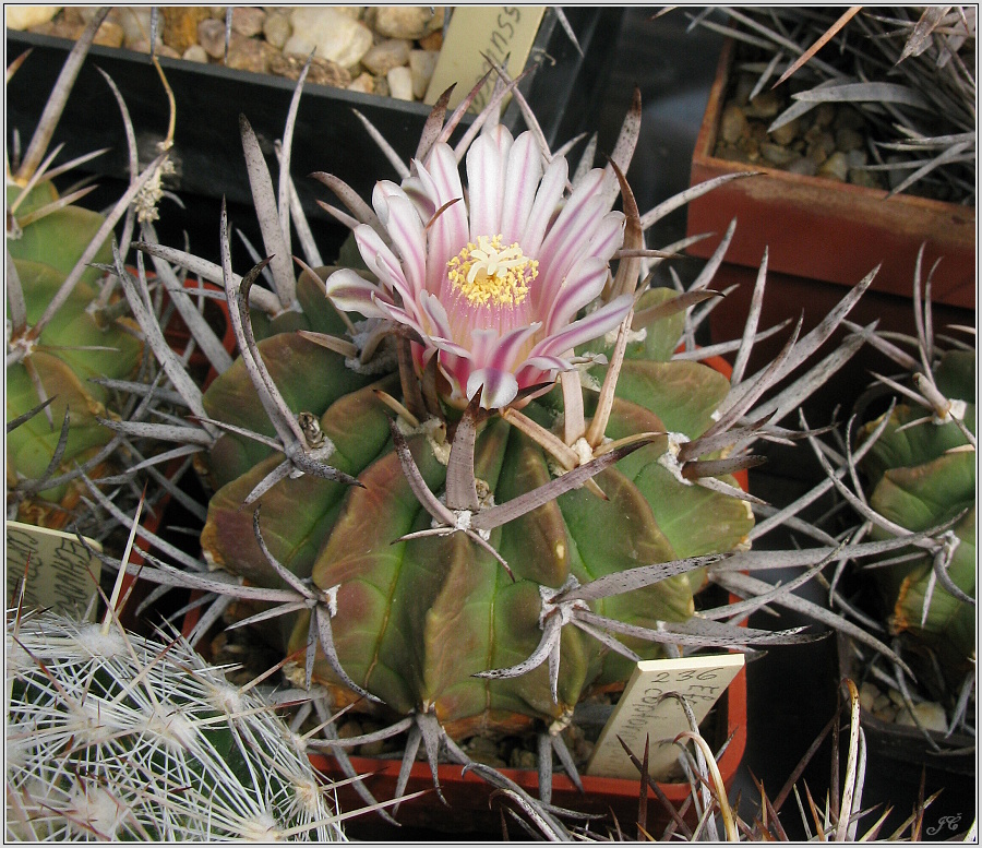 echinofossulocactus_coptonogonus.JPG