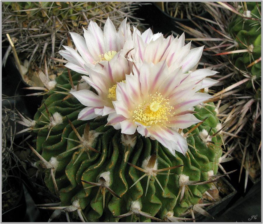 echinofossulocactus_dichroacanthus.JPG