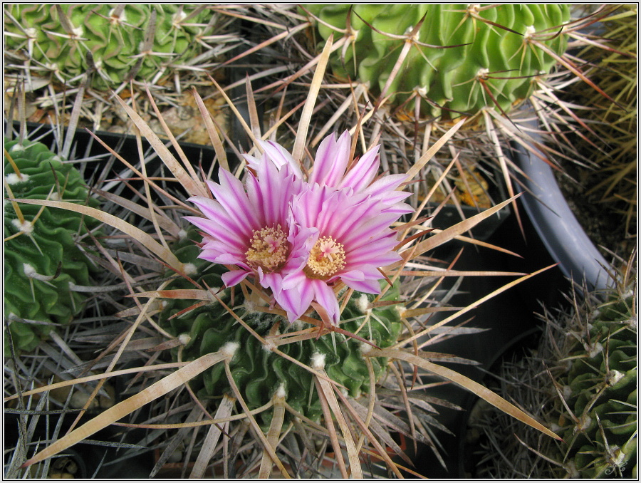 echinofossulocactus_erectocentrus.JPG