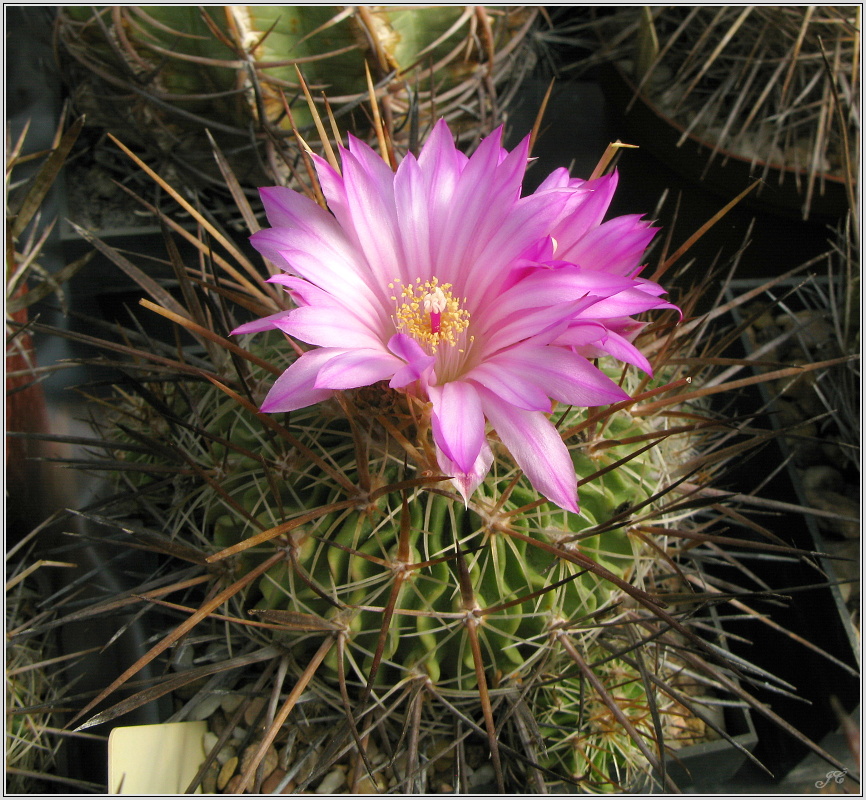 echinofossulocactus_rosasianus.JPG