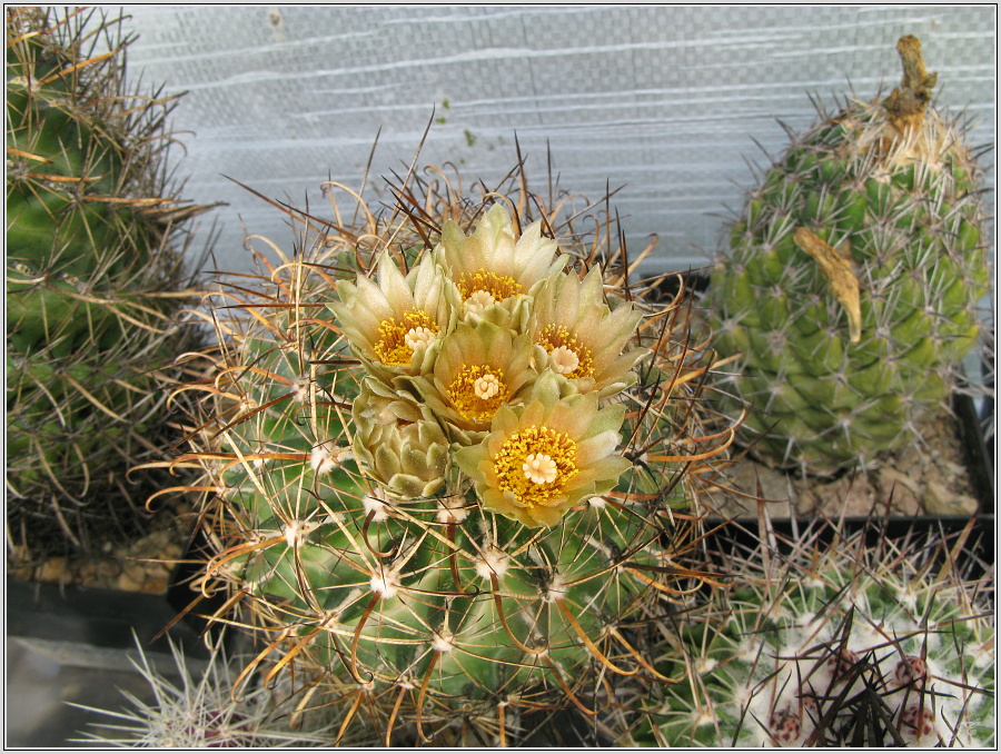 ancistrocactus-brevihamatus.JPG