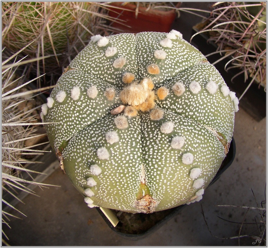 astrophytum-asterias-1.jpg