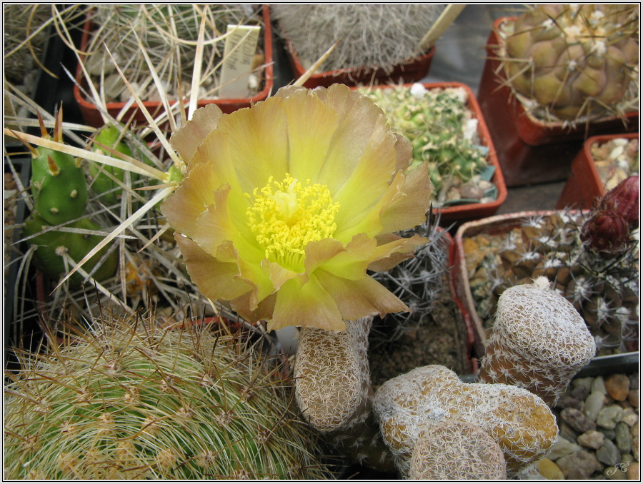 austrocylindropuntia-clavarioides.JPG