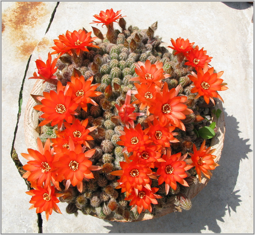 chamaecereus-silvestrii.JPG