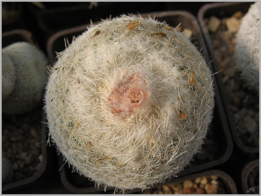 epithelantha-micromeris.JPG