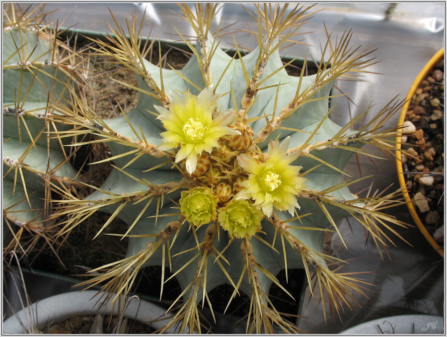 ferocactus-glaucescens-1.JPG