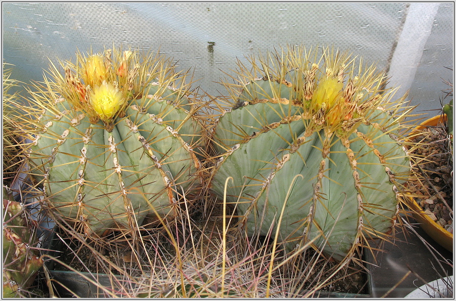 ferocactus-glaucescens-2.JPG