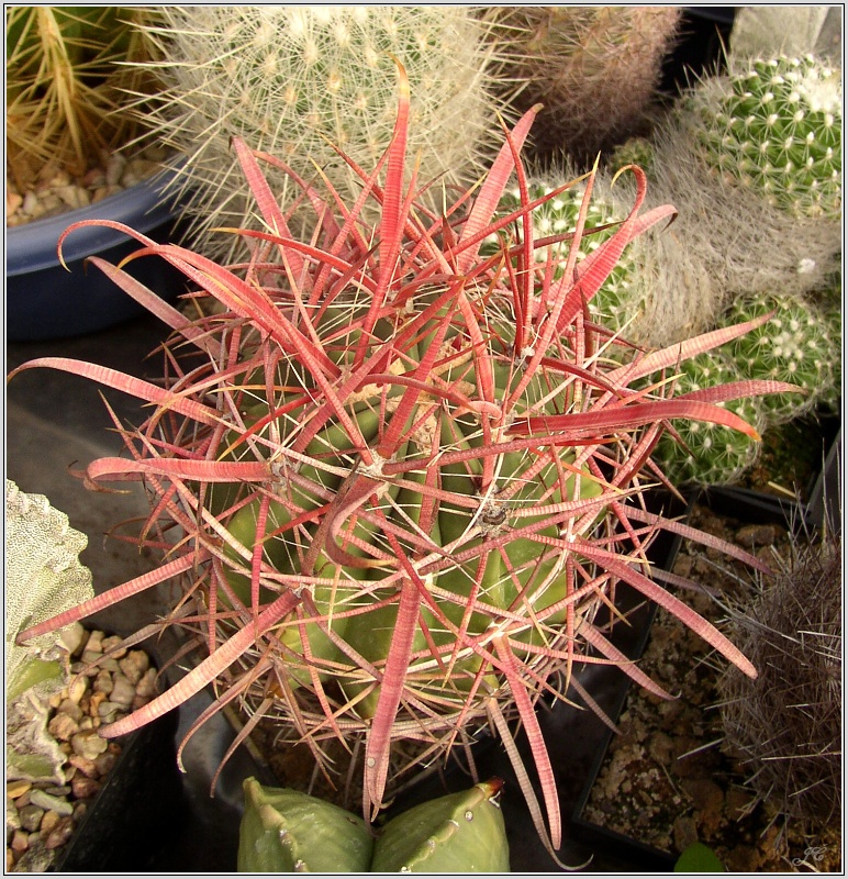 ferocactus-gracilis.jpg