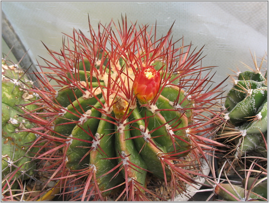 ferocactus-stainesii.JPG