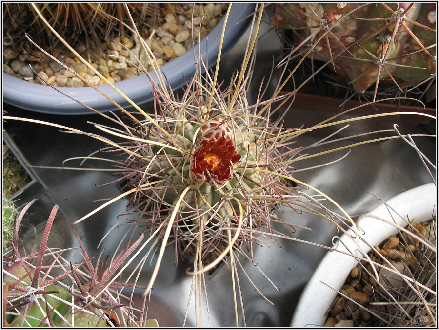 glandulicactus-uncinatus-var-wrightii.JPG