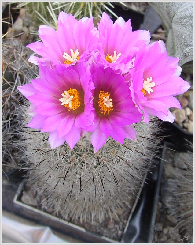 gymnocactus-beguinii-var-senilis.jpg