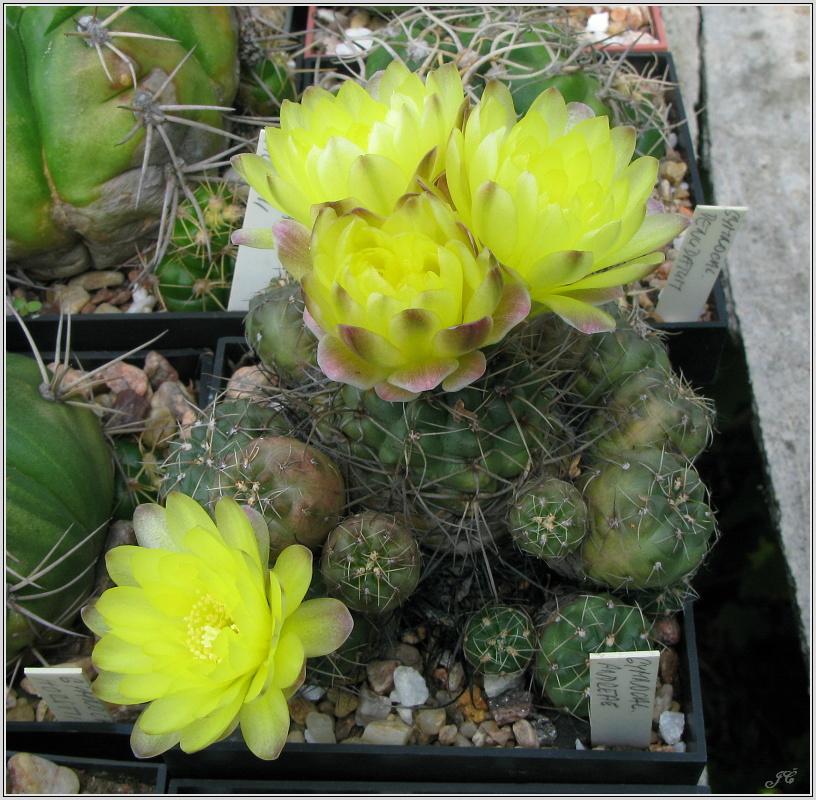 gymnocalycium-andreae.JPG