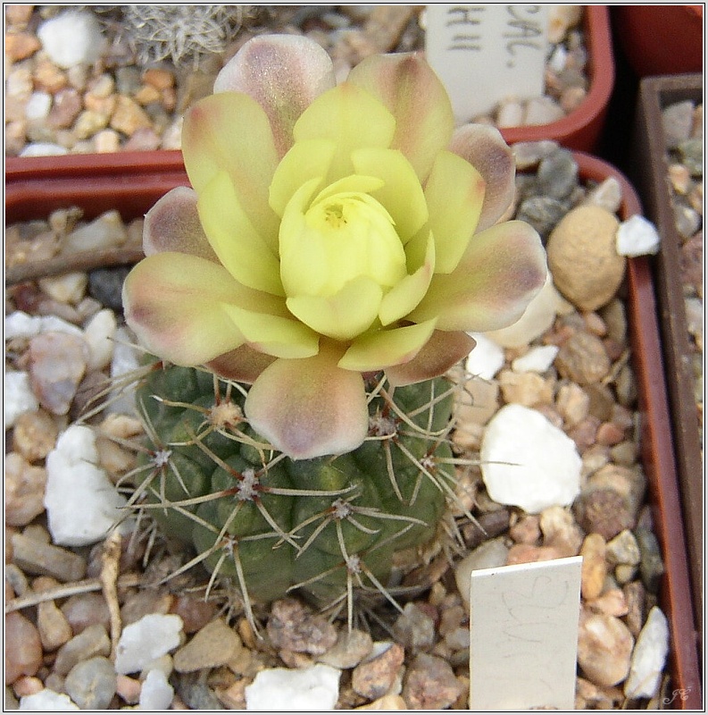 gymnocalycium-baldianum-x-andreae-1.jpg