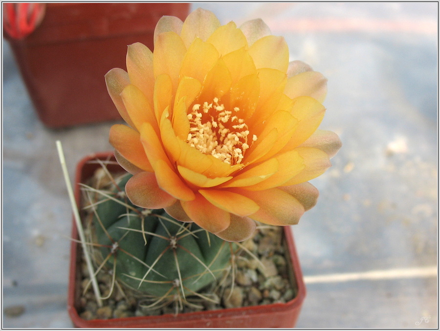 gymnocalycium-baldianum-x-andreae-2.JPG